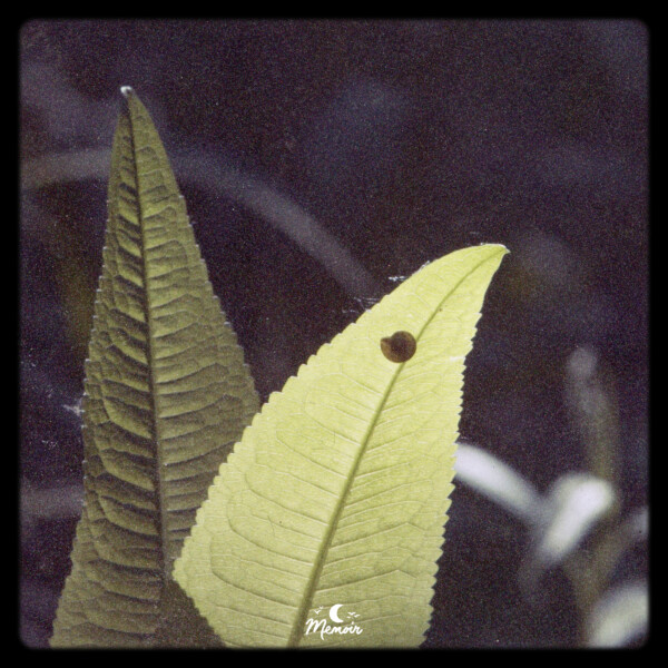 Alone - Foxwood