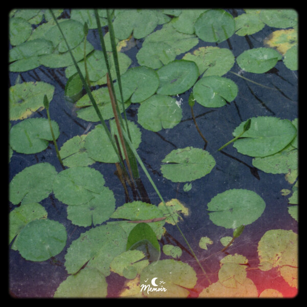 Far Wandering - Bitter Blossom