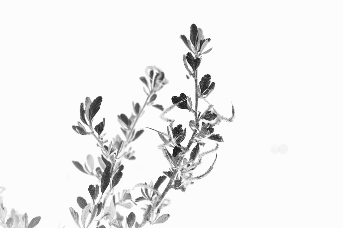 Artist myohmy | Memoir Music